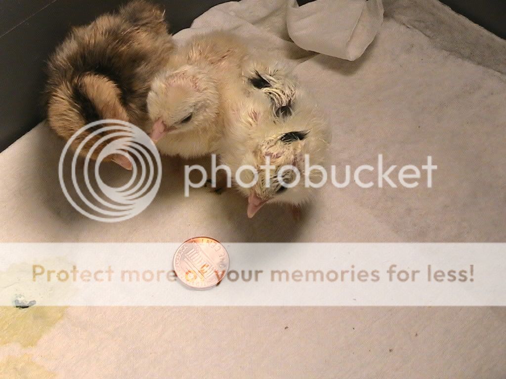 IMG_1264.jpg