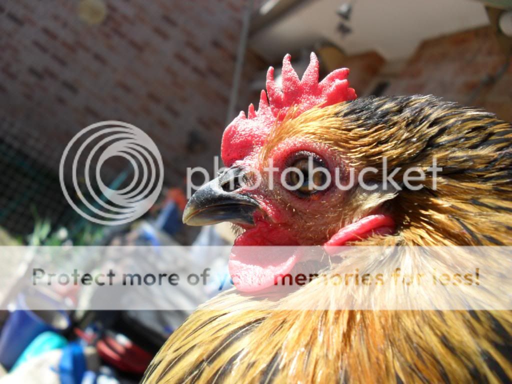 Chooklets007.jpg