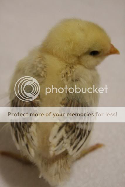 chicks011.jpg