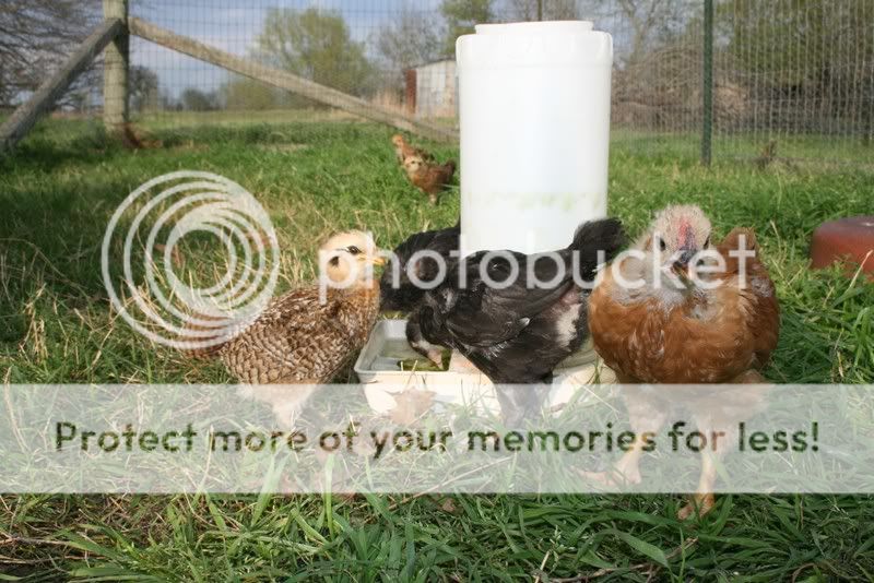 chicksresized-1.jpg