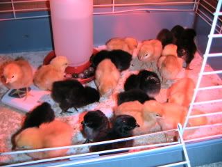 TheNewChicks090.jpg