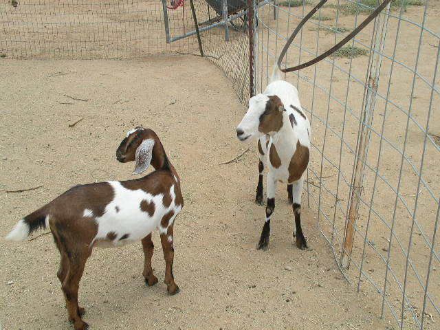 thisthecows.jpg
