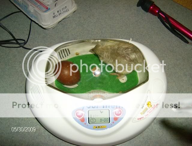 HPIM1338.jpg