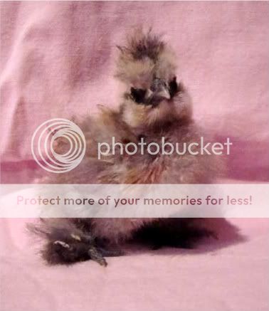 silkies008.jpg