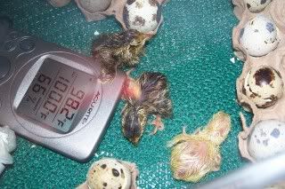 corquail105.jpg