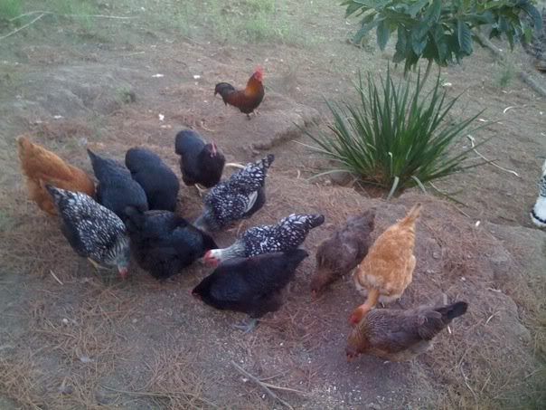00chicken3.jpg