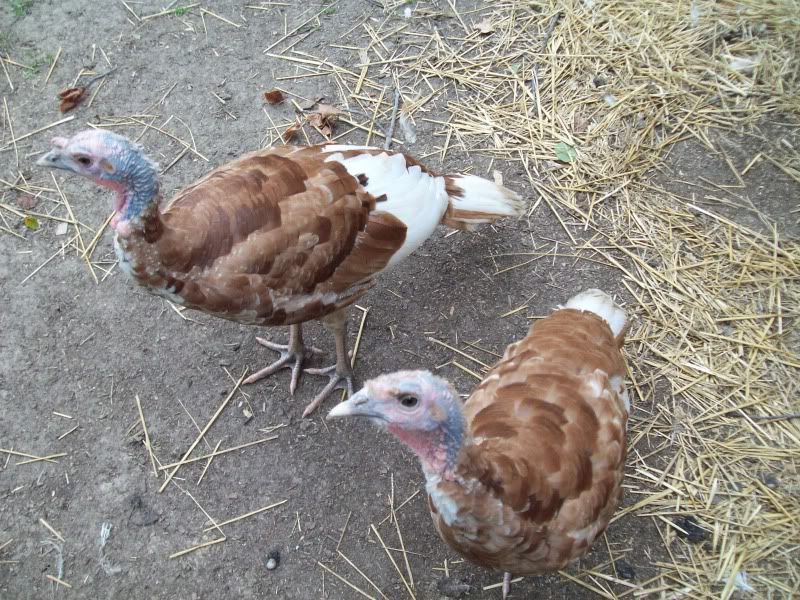 Turkeys15weeksold-1.jpg