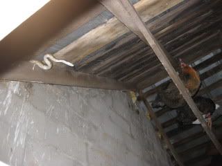 Snakes003.jpg