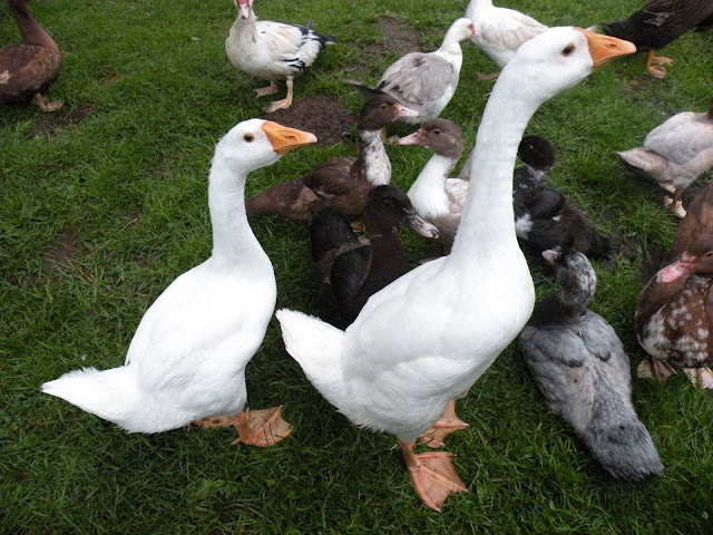 DSCN3690.JPG
