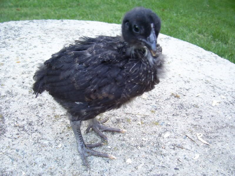 chicks023-2.jpg