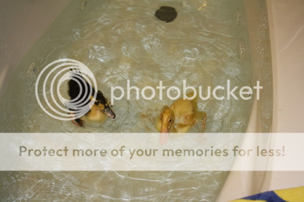 duckiesandpond059.jpg
