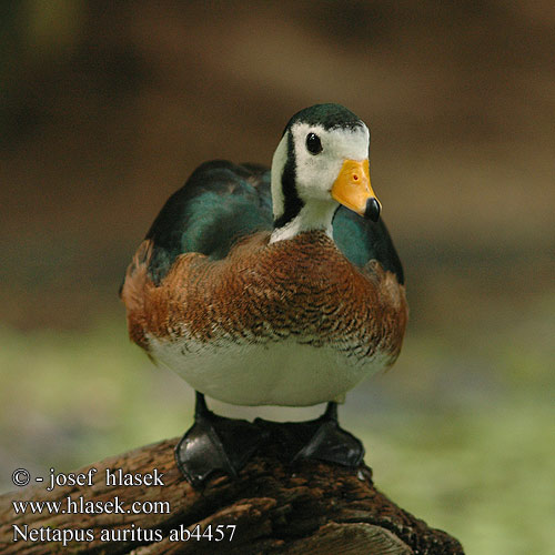 nettapus_auritus_ab4457.jpg