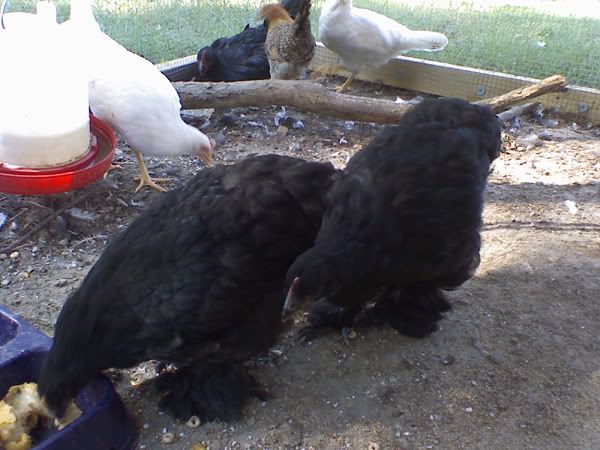 blackcochins4.jpg
