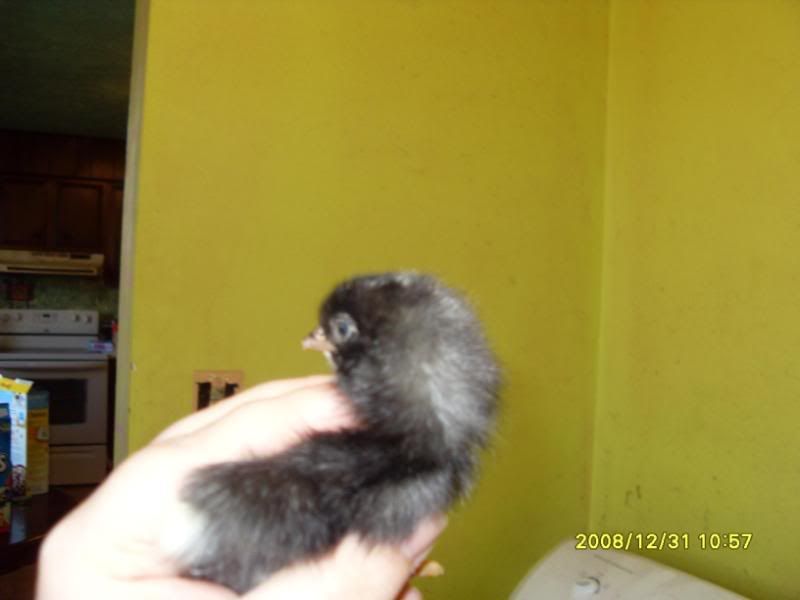 SDC11082.jpg