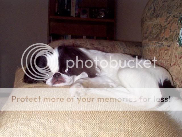sakepillow.jpg