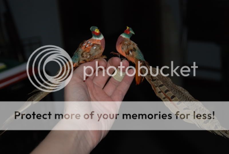 pheasant002.jpg
