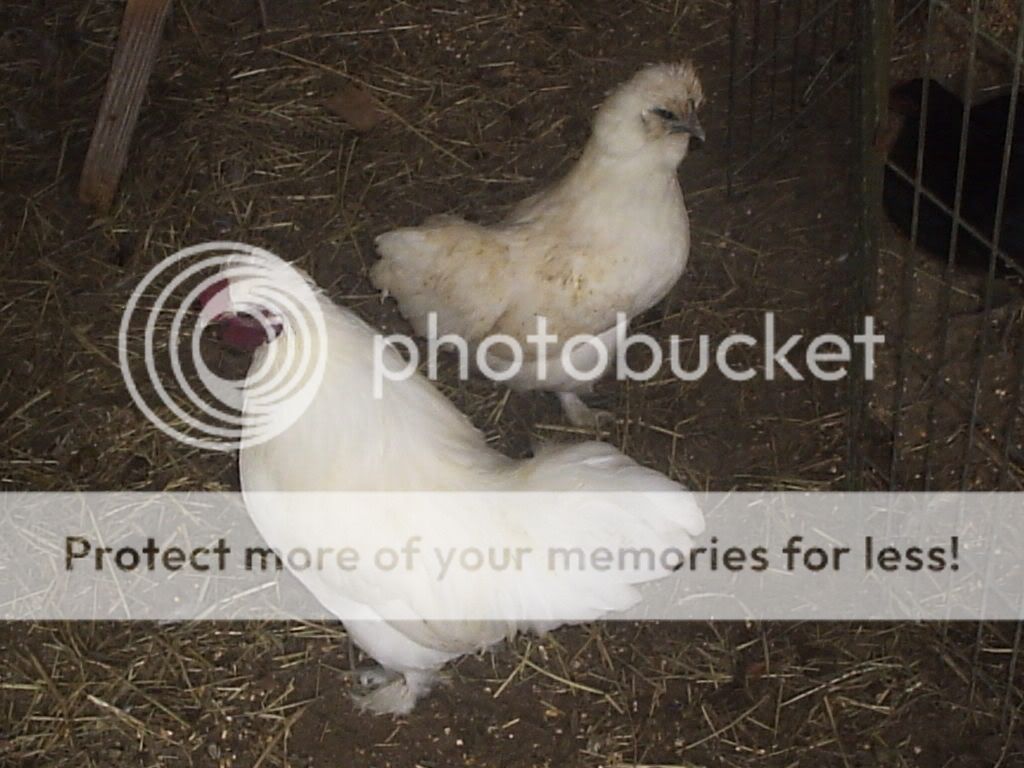 MyPictures037.jpg
