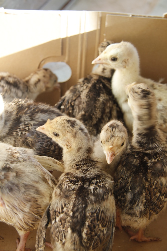 turkey-chicks4.jpg