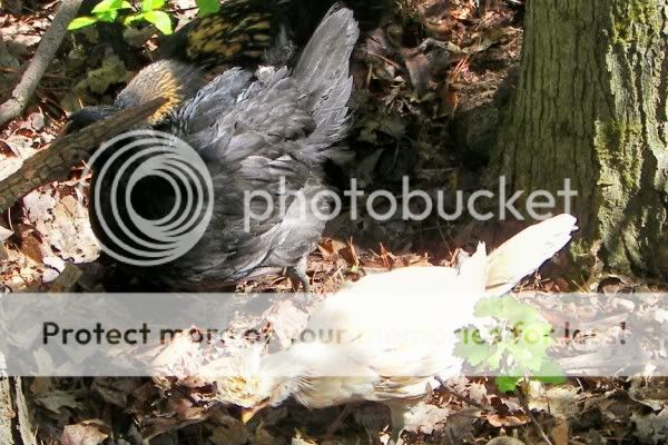 100_0270.jpg