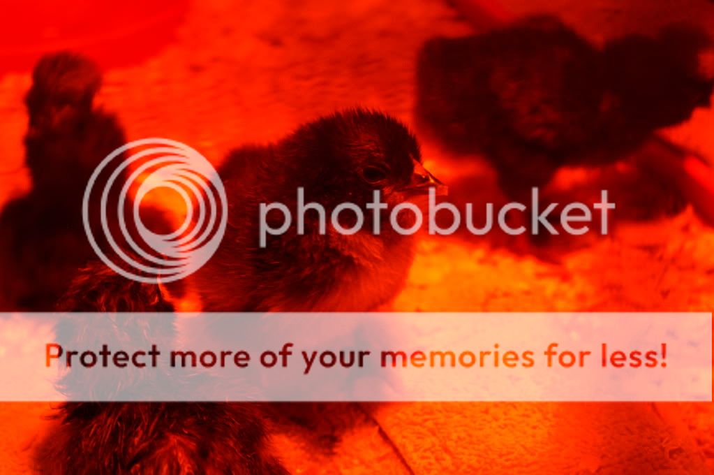 mychickens020.jpg