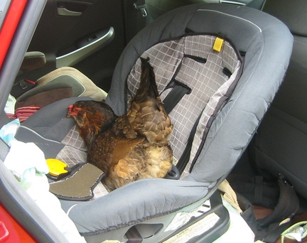 carseatchicken.jpg