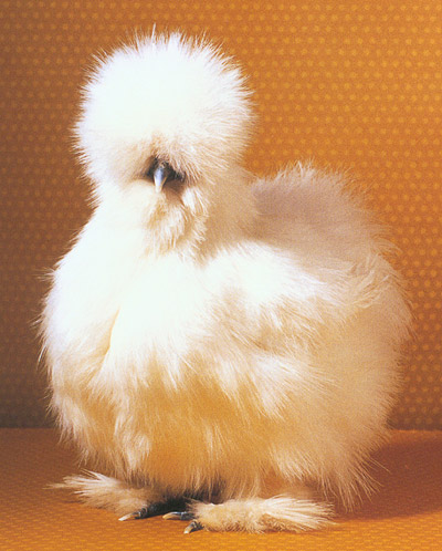 chicken-bantams_silkie.jpg