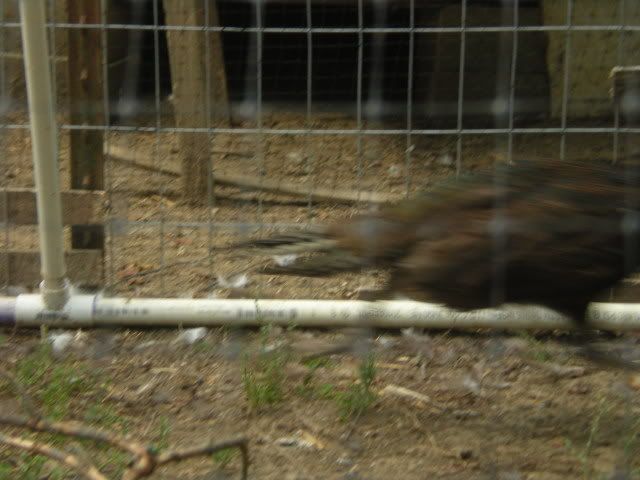 pheasants010-1.jpg