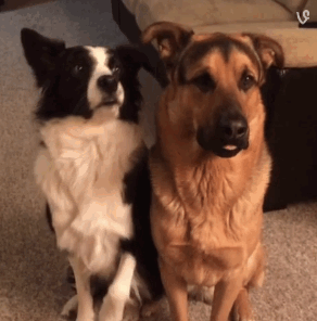 b2339fd6-a7b1-4b33-86b9-93bff4f05f91.gif