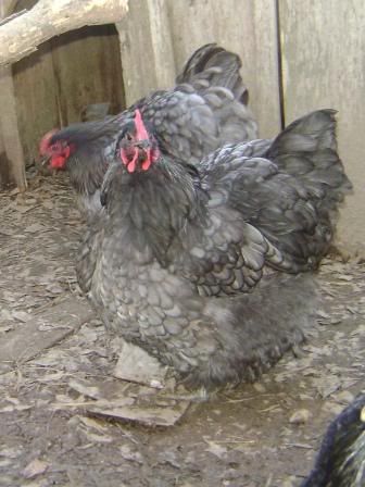 bluehen1.jpg