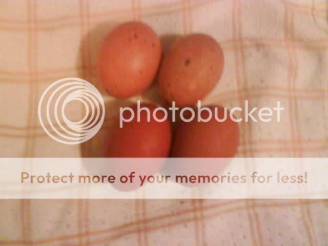 eggs10-16-20082.jpg