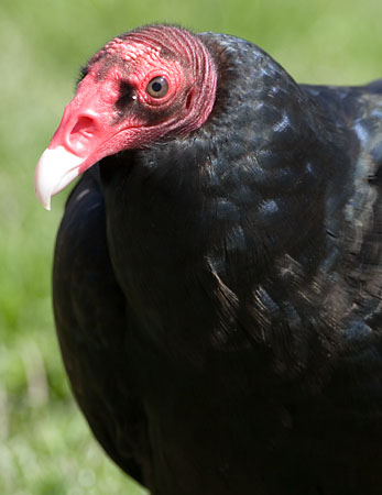 vulture1.jpg