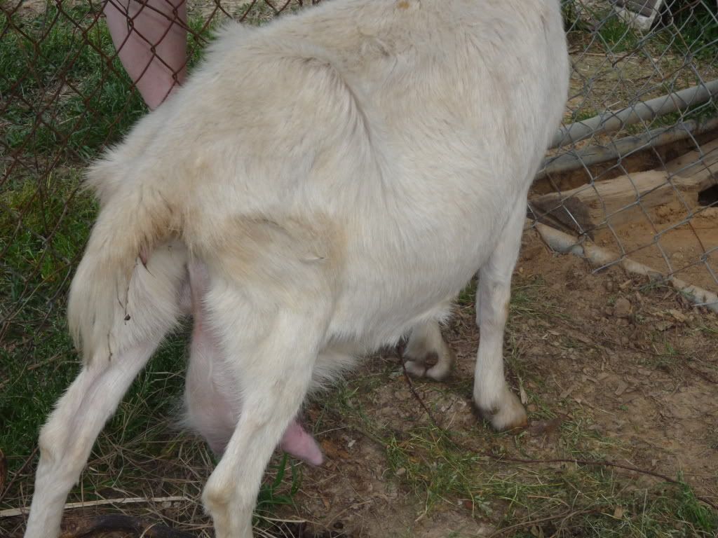 goat010.jpg