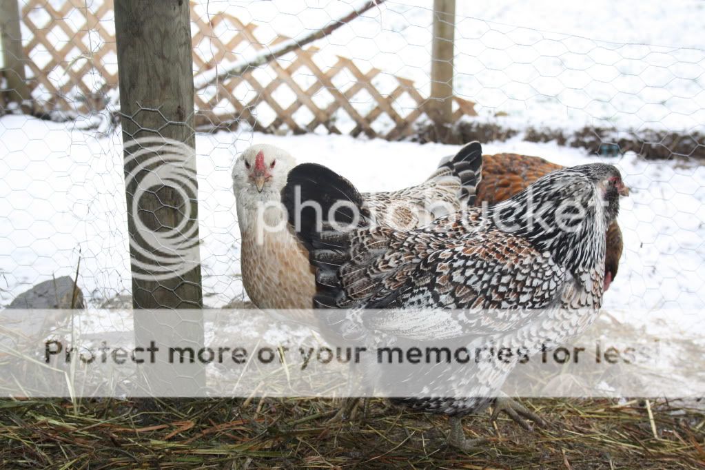 december10toJanuary11060.jpg