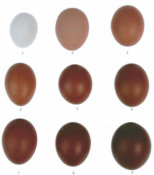 marans-egg-colour-chart.jpg
