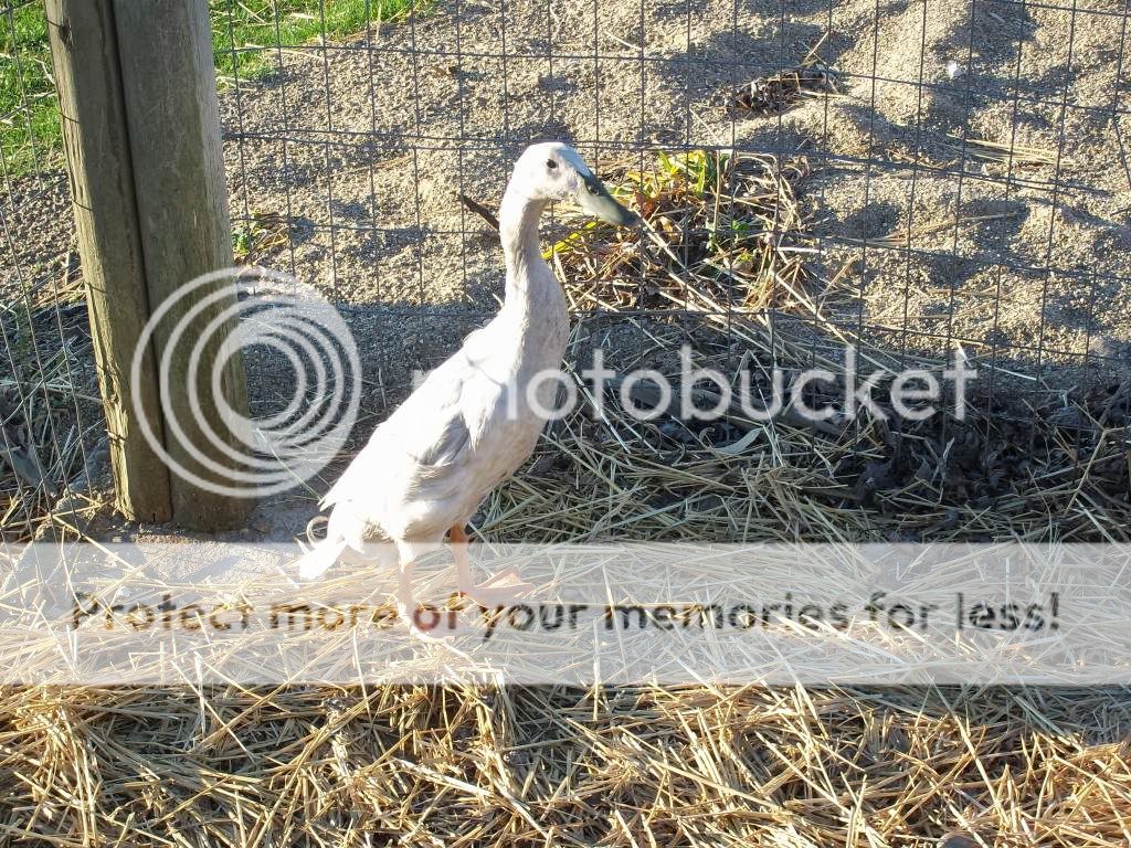 birdpictures060.jpg