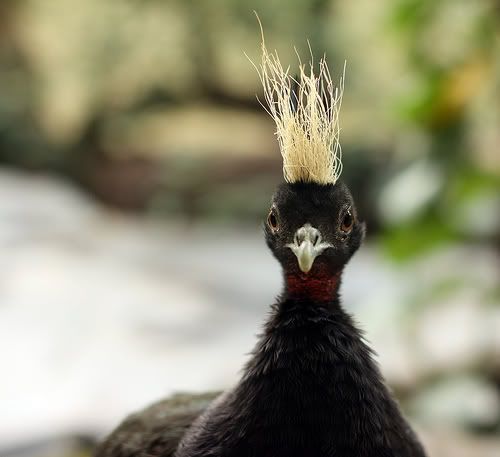 afropavo-congensis.jpg