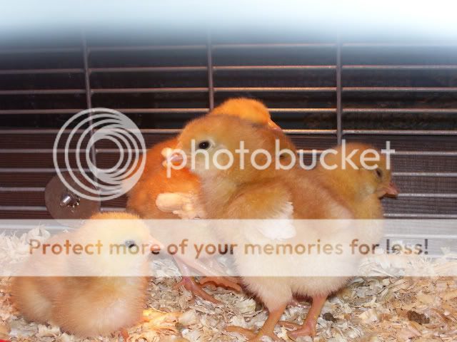 pipsqueakday2.jpg