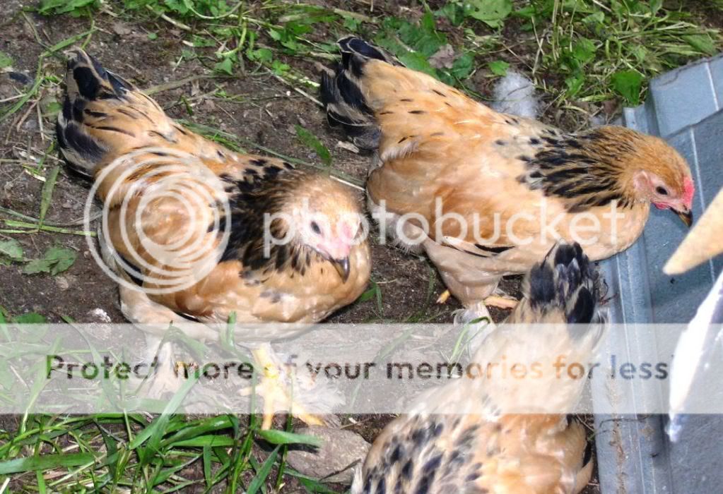 the3tripletbrahmaroos.jpg
