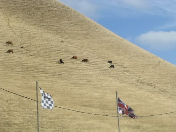 Cowhill2.jpg