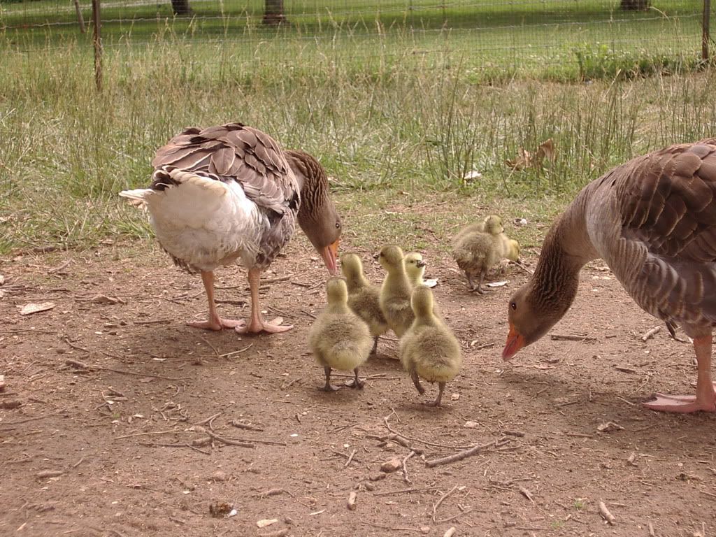 Goslings004.jpg