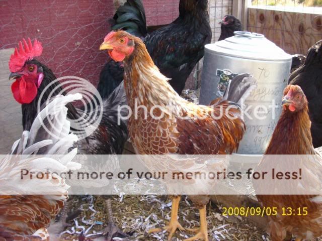 Sept08mybirds014.jpg