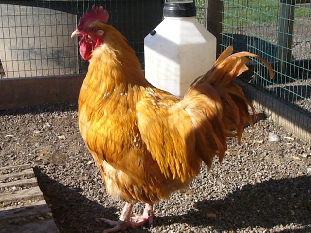 Chickens004.jpg