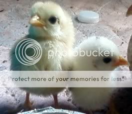 chicks-1.jpg