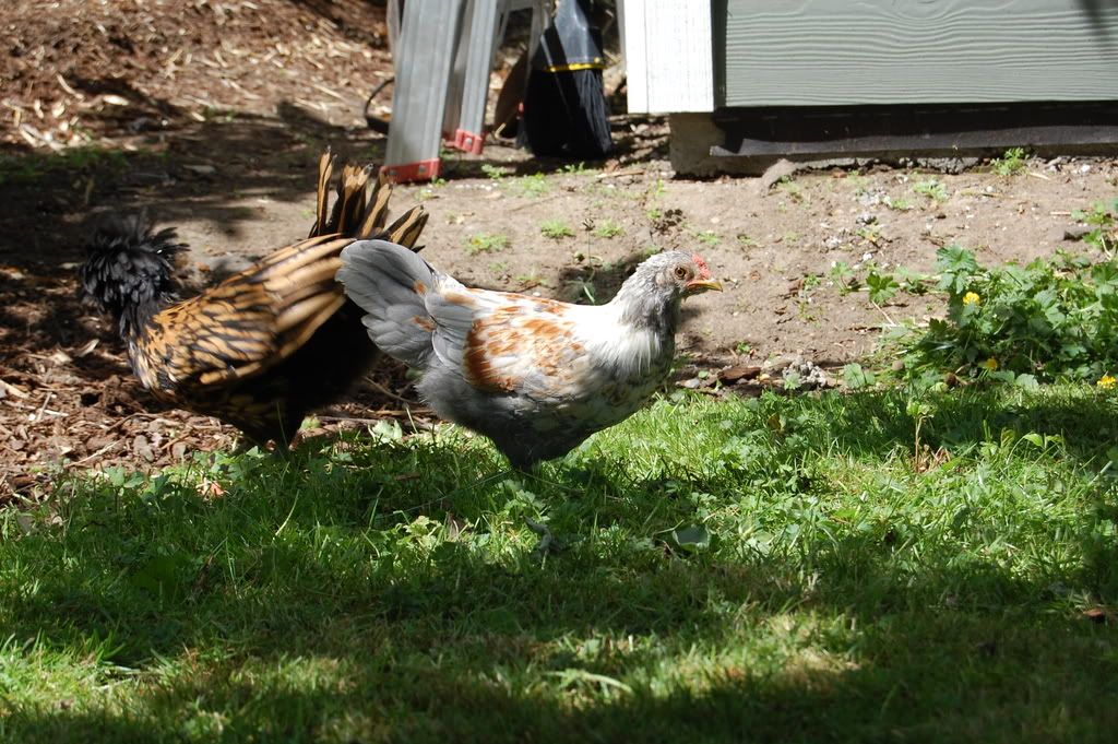 DSC_0035.jpg