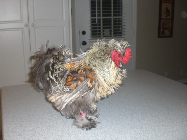 frizzle3-1.jpg