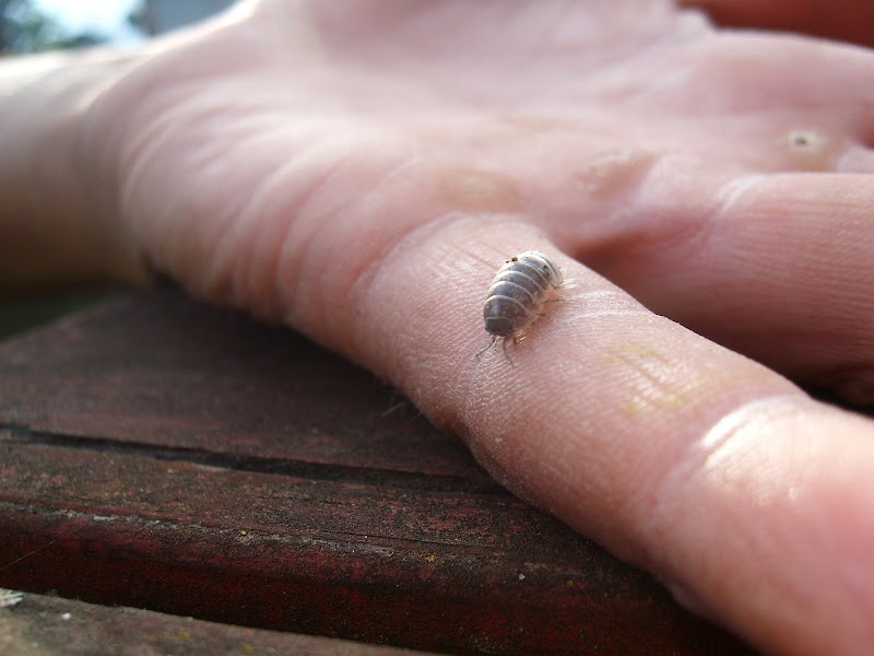 Woodlice+1.JPG
