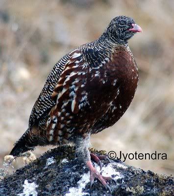 Snow_Partridge.jpg