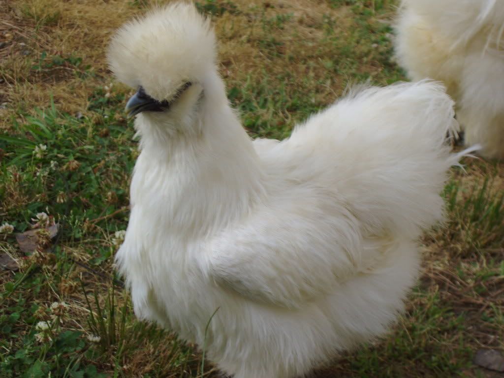 chickins001-1.jpg