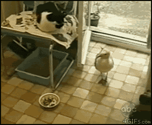 tumblr_n3u4ehuxcX1qewacoo6_400.gif