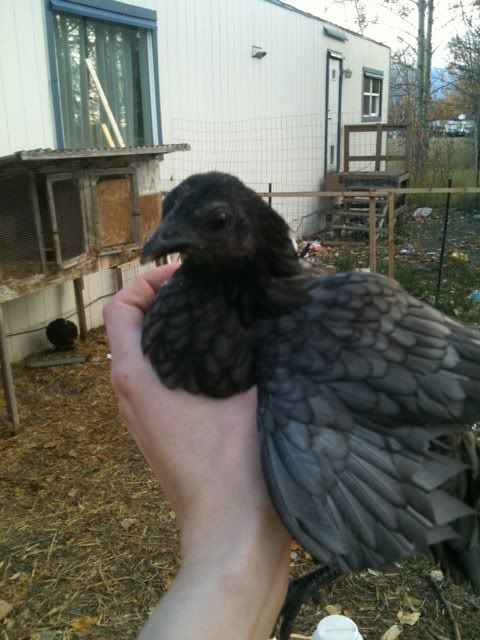 balckbantam.jpg